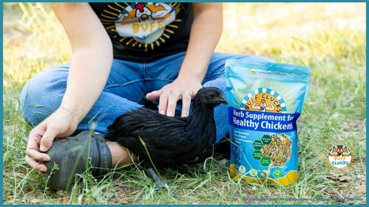 The Forgotten Bond: How Humans and Chickens Evolved Together