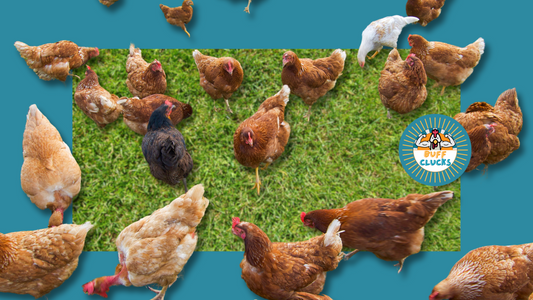 The Most Broody Chicken Breeds