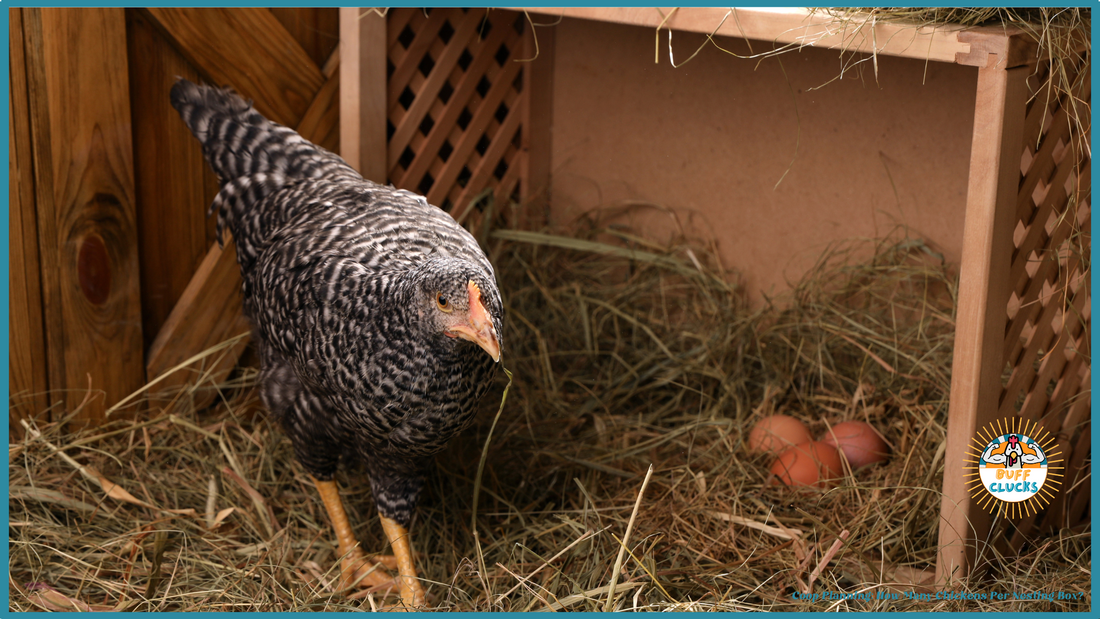 Coop Planning: How Many Chickens Per Nesting Box?