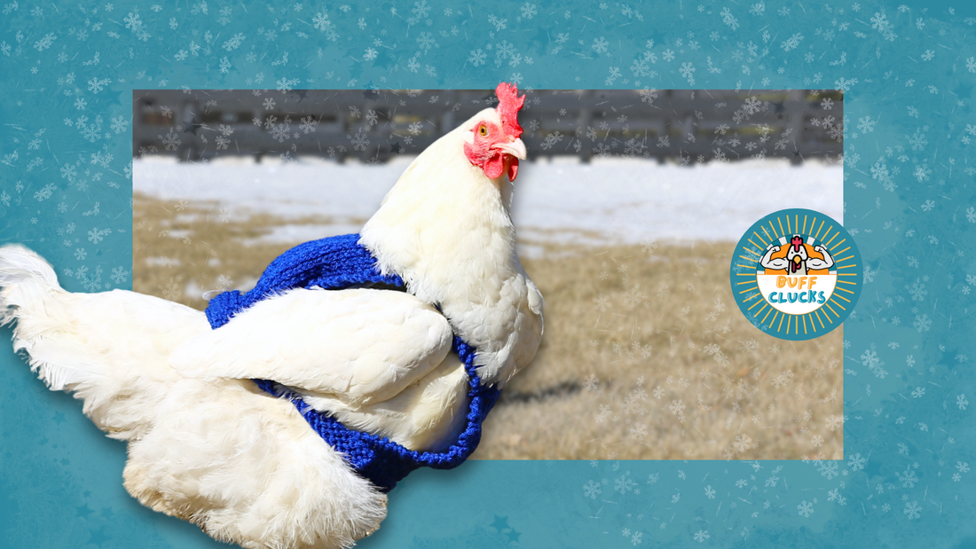 Which Season is Harder on Chickens