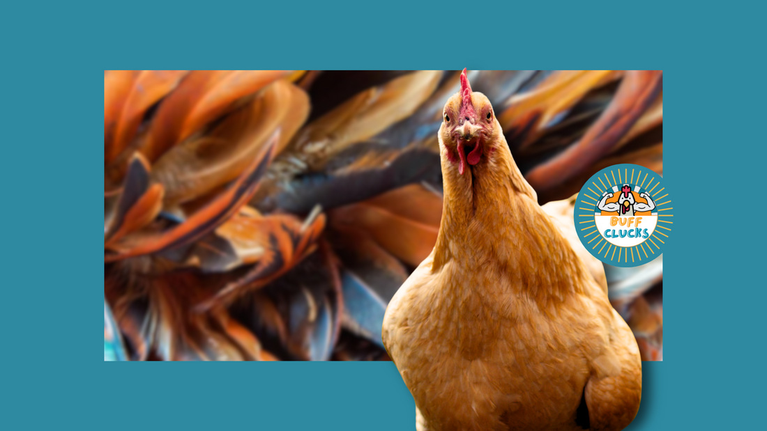 Healthy Backyard Chickens: What are the Signs?