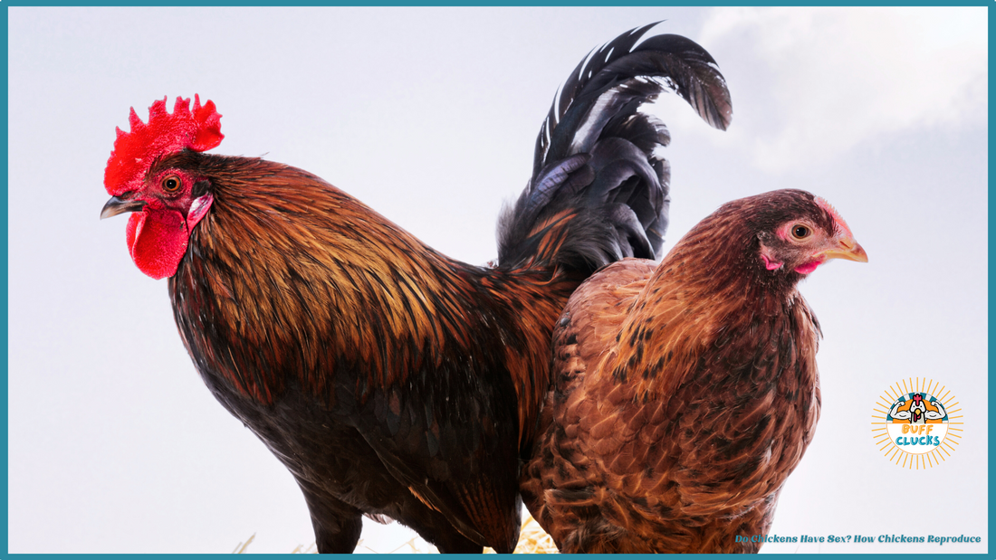 Do Chickens Have Sex? How Chickens Reproduce