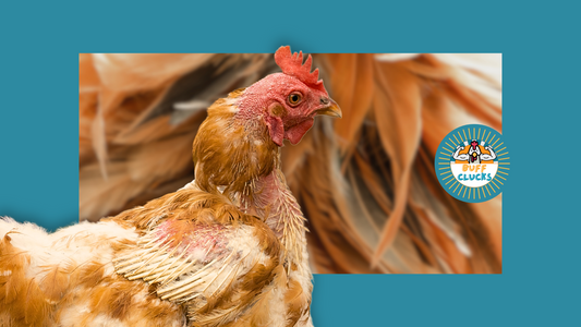 chickens with missing feathers due to parasites and molting