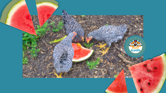 Can Chickens Eat Watermelon? BuffClucks Blog