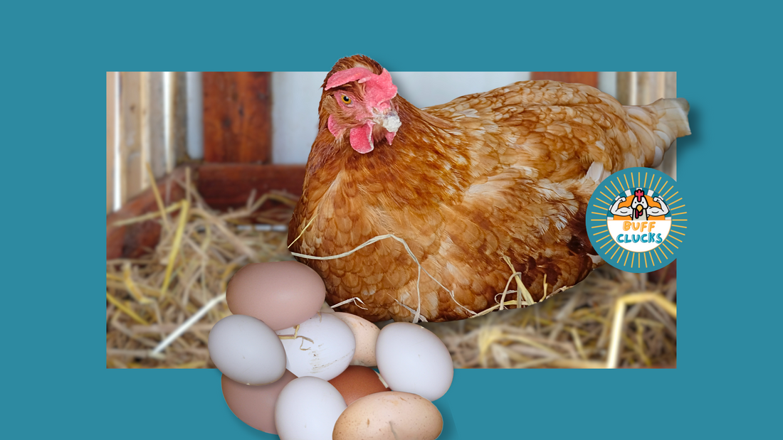 Why Did My Chickens Stop Laying Eggs? Top 5 Reasons (and Fixes)