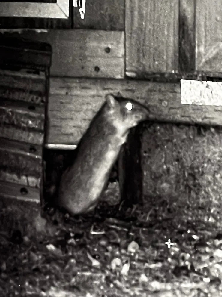 Are There Natural Ways to Control Rodents in Chicken Coops?