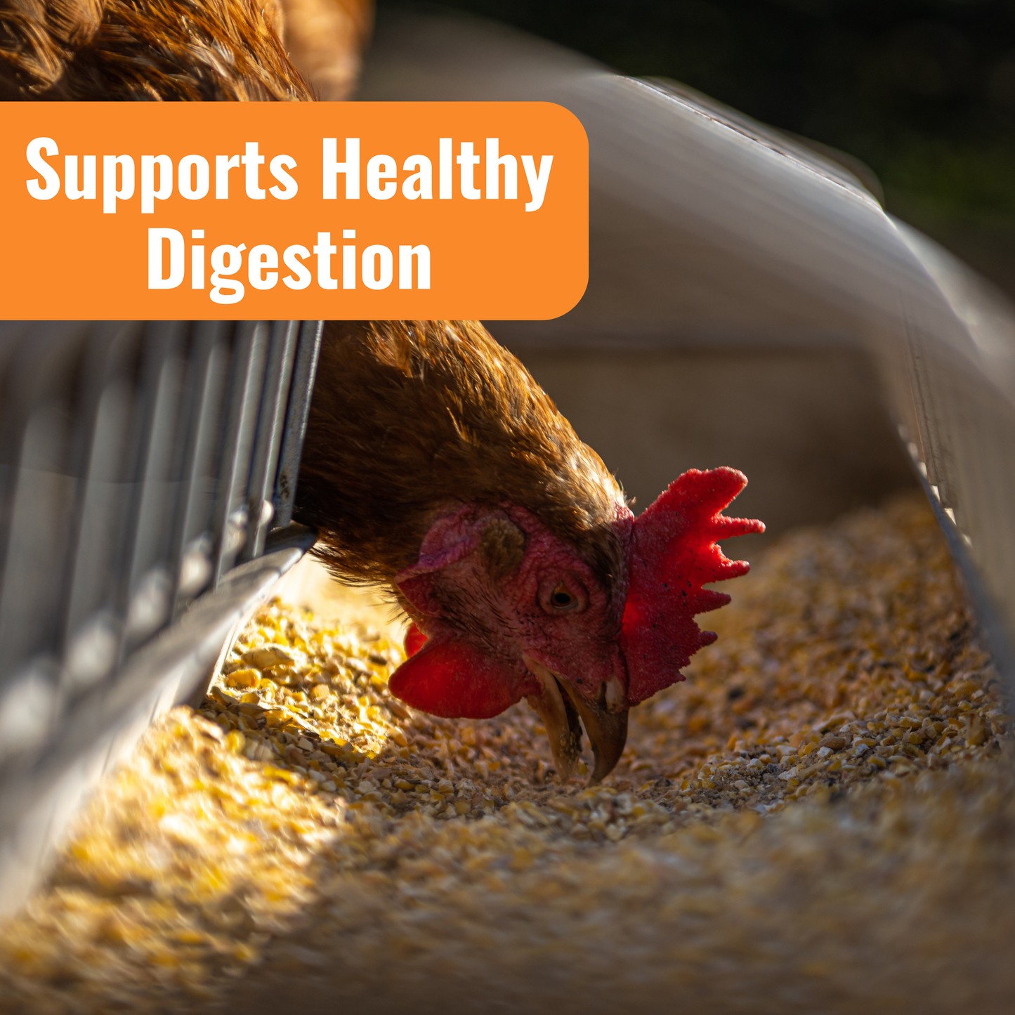 Aquaboost Benefit with image of chicken eating, supports healthy digestion