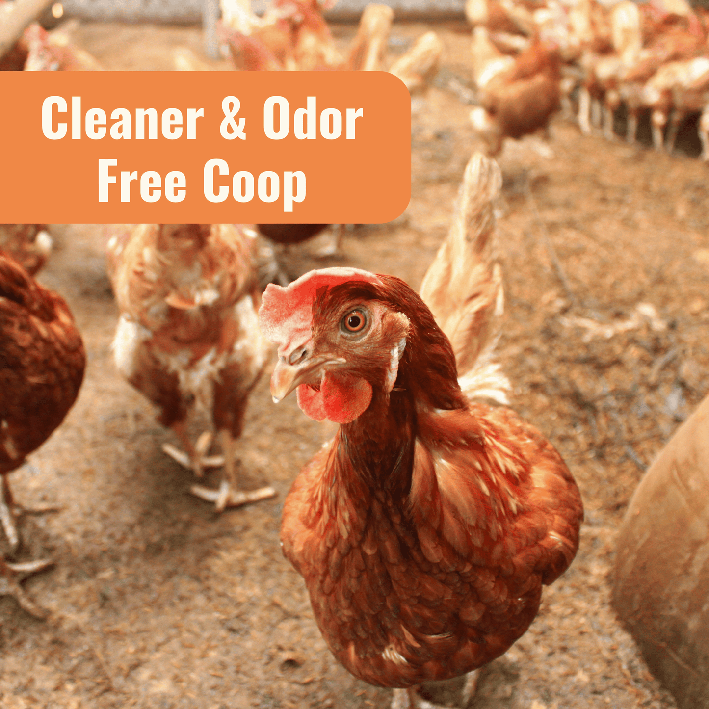 Aquaboost benefit with image of a chicken, cleaner & odor free Coop