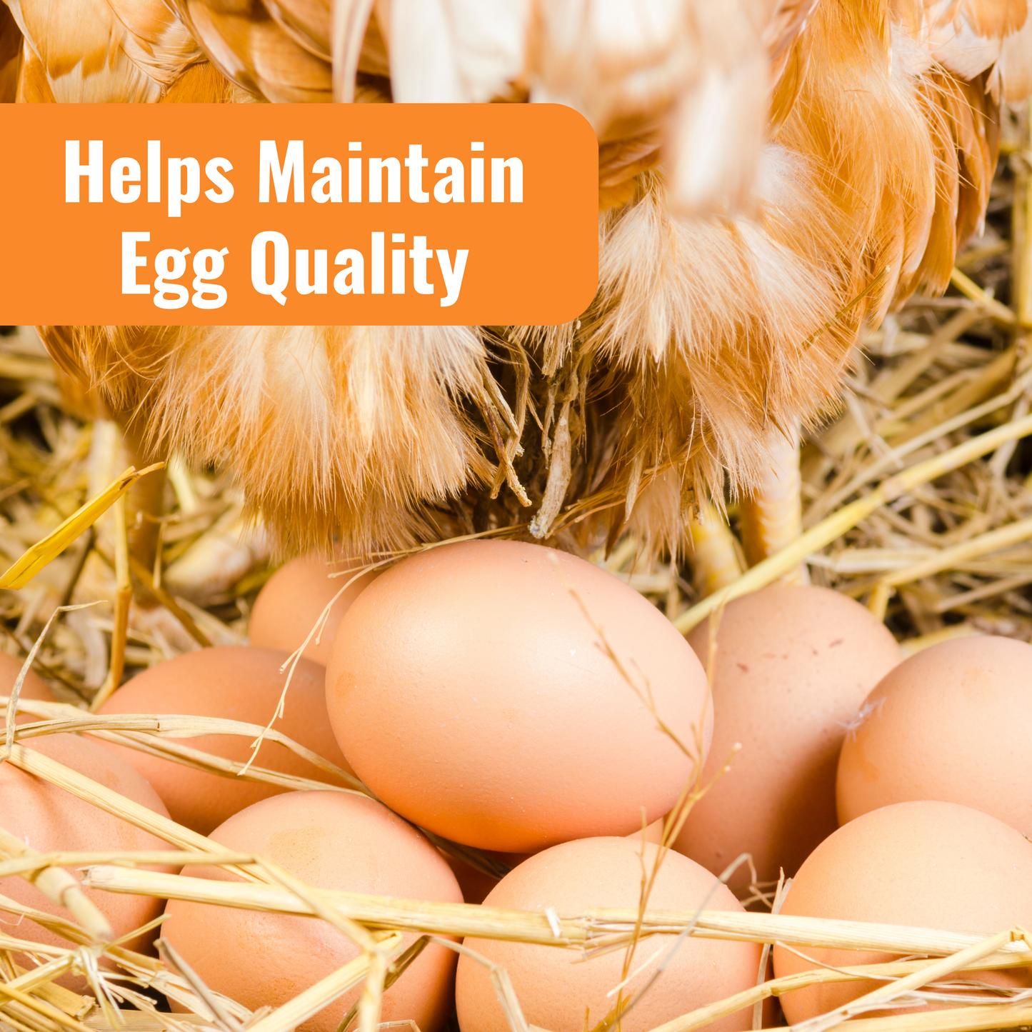 Aquaboost Benefit with image of chicken laying eggs, helps maintain Egg Quality