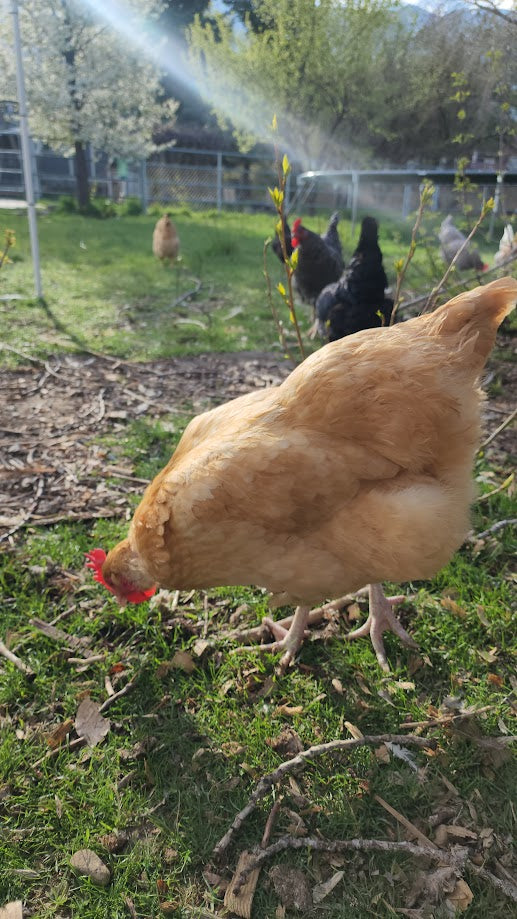 7 Myths About Raising Backyard Chickens and the Truth