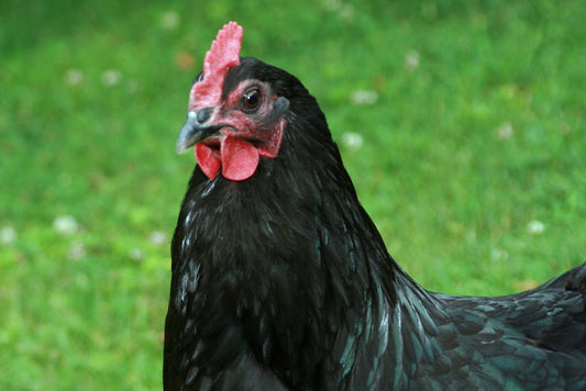 Jersey Giants: Why These Big Beautiful Birds are Awesome!