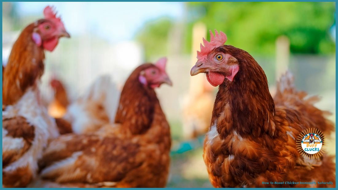 How to Boost Chicken Immunity Naturally