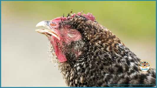 Chicken With Respiratory Problems? and What to do about it!