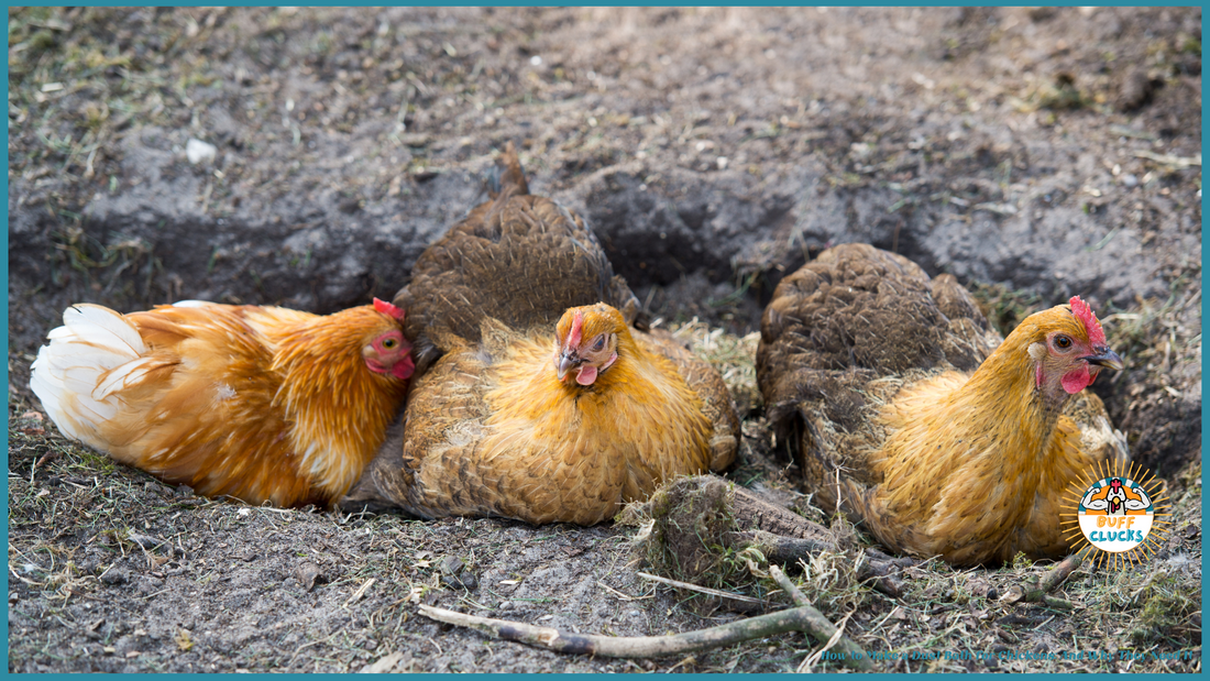 How to Make a Dust Bath for Chickens: And Why They Need It