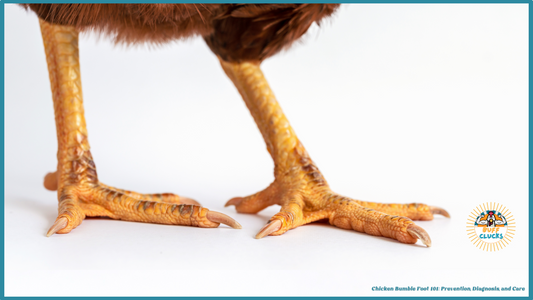 Chicken Bumble Foot 101: Prevention, Diagnosis, and Care