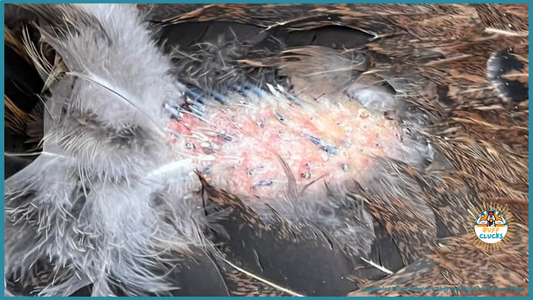 Depluming Mites: What Are They and What to Do About Them