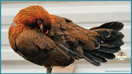 Chicken Preening Gland: What is it for?