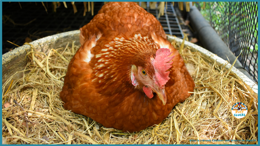 What is a Broody Chicken? And What to Do About It