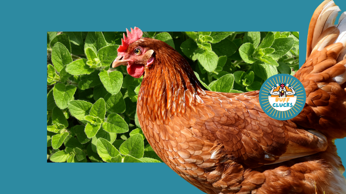 Oregano for Chickens Is the Reigning Queen of the Coop
