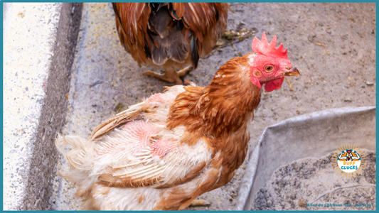 Chicken molting
