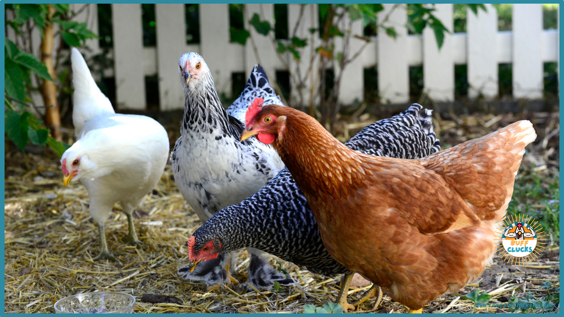 How Long Do Chickens Live?