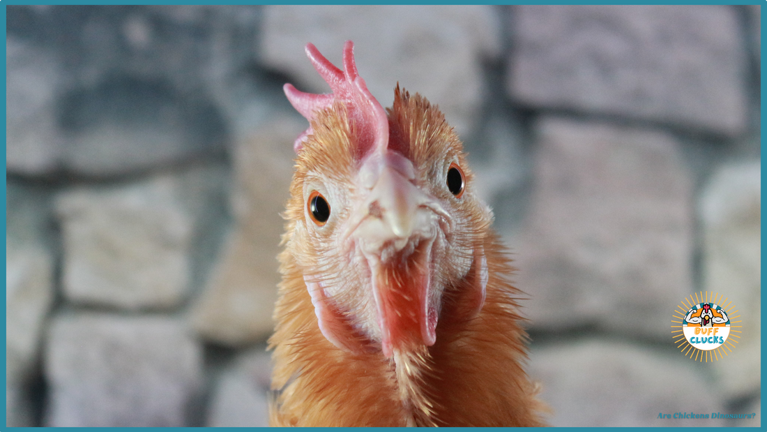 Are Chickens Dinosaurs?
