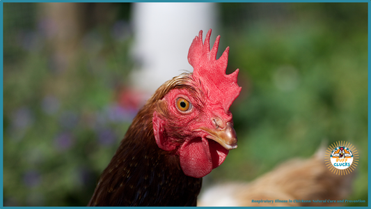 Respiratory Illness in Chickens: Natural Care and Prevention