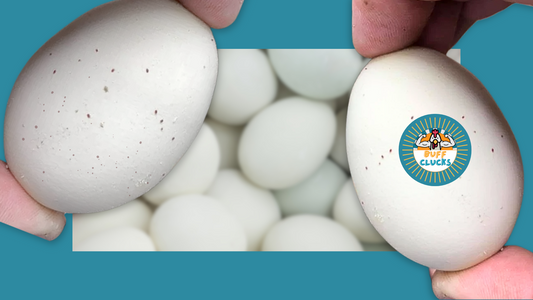 Are There Natural Remedies for Mites in Chicken Coops?