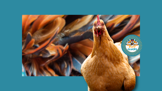 Healthy Backyard Chickens: What are the Signs?