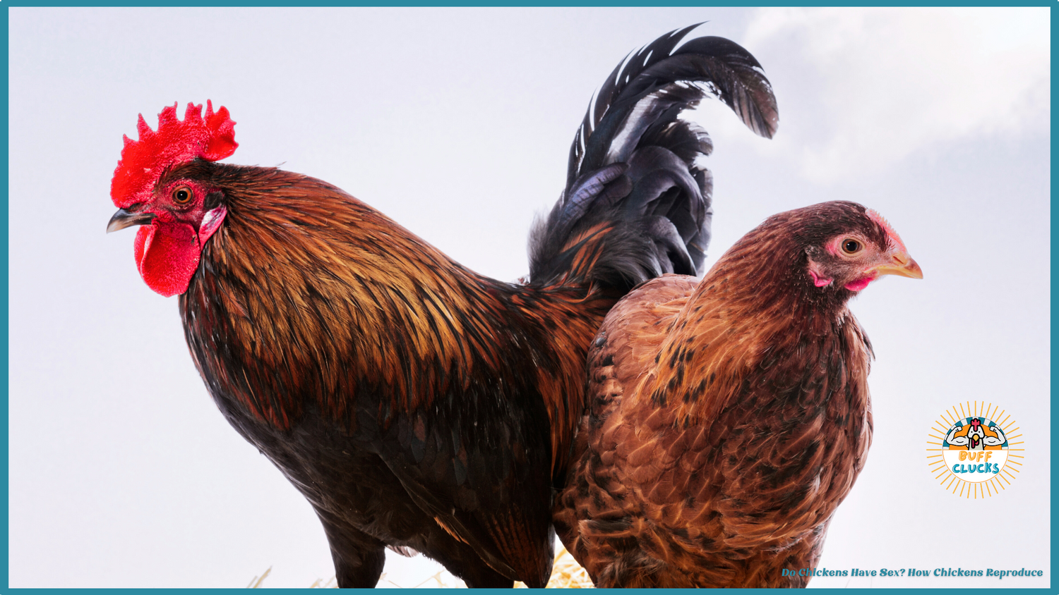 Do Chickens Have Sex? How Chickens Reproduce Buff Clucks