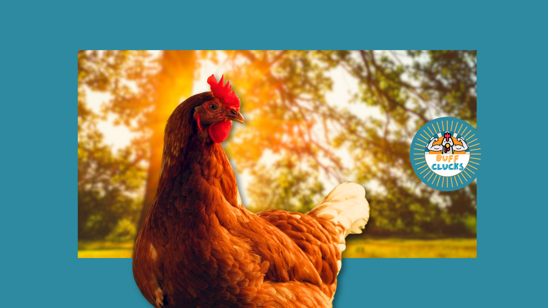 How to Protect Chickens from Heat: A Summer Survival Guide