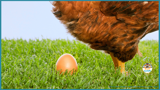 Nature's Secrets: How to Help Your Chickens Lay Better Eggs