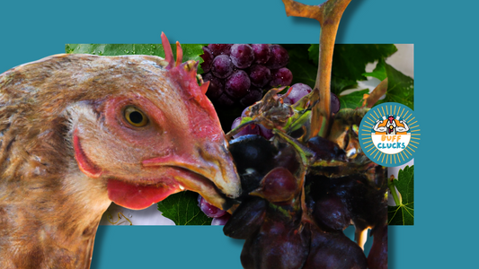 Can Chickens Eat Grapes? Image