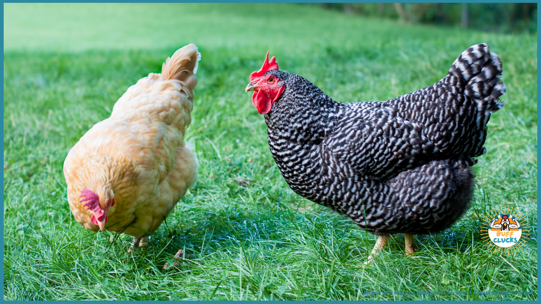 Signs of a healhy backyard chicken