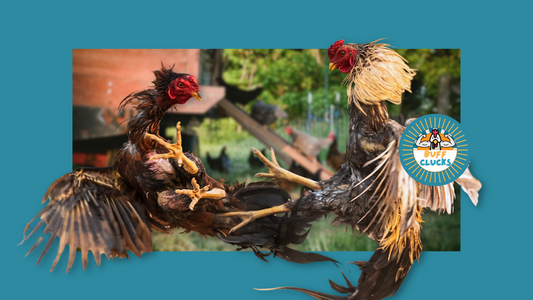 Chicken Pecking Order Problems: How to Stop Bullying in the Flock