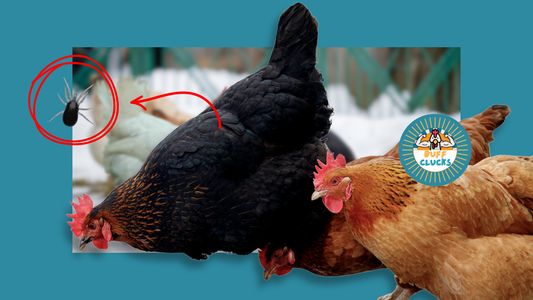 Cold Weather Chicken Pests You Didn’t Expect