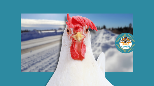 Cold-Hardy Chicken Breeds for Backyard Winters