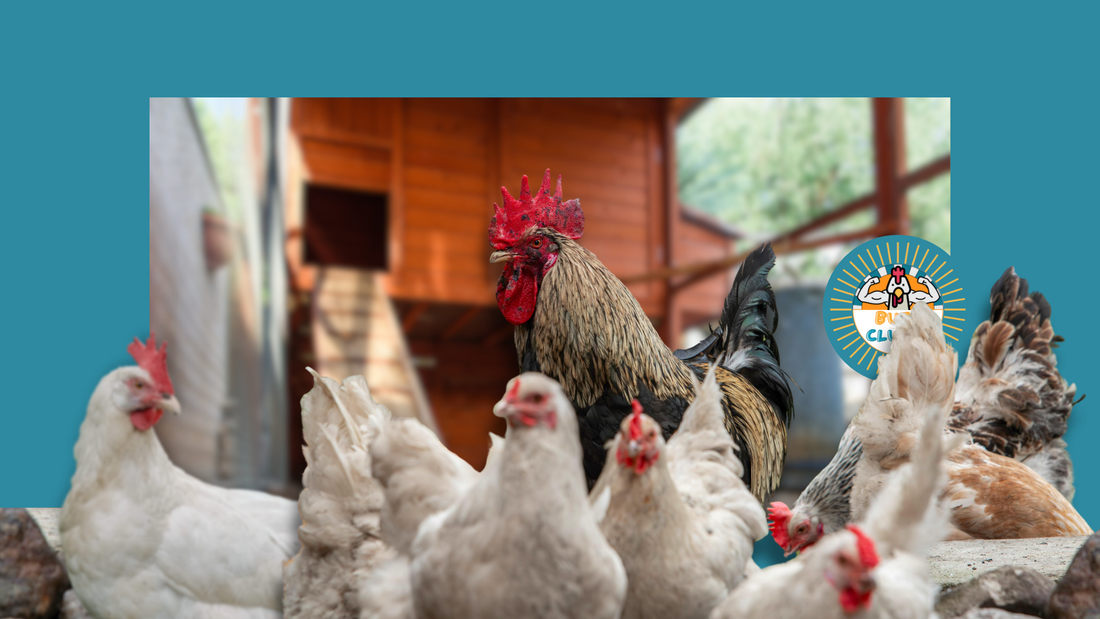 The Ultimate Chicken Coop Odor Control Guide