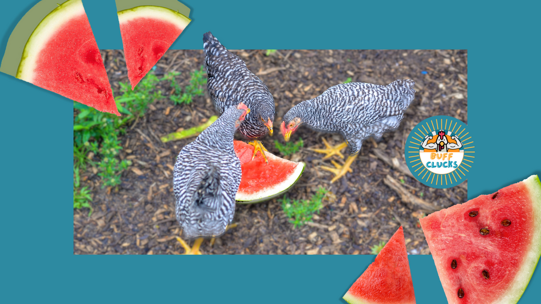 Can Chickens Eat Watermelon? BuffClucks Blog