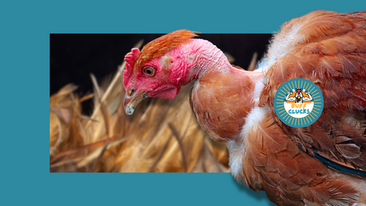 Why Are My Chickens Losing Feathers? (Molting Season Guide)