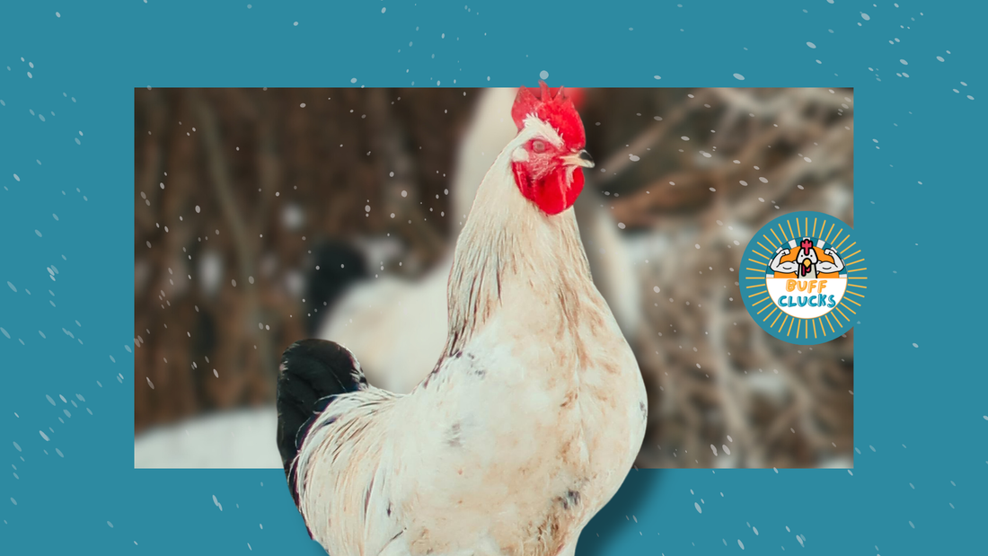 Prepare Chickens for Deep Winter With This January Survival Checklist