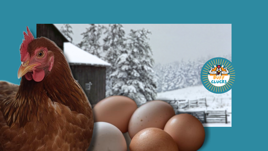 Chicken Egg Production In Winter Explained
