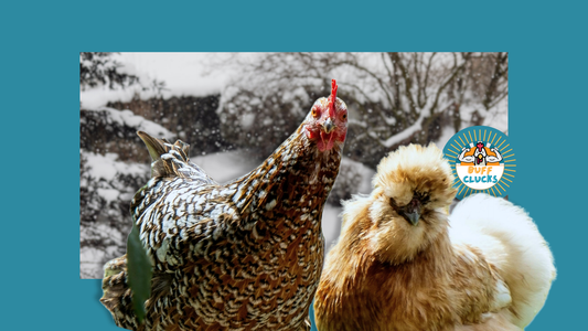 Chicken Behavior Changes in Winter Explained