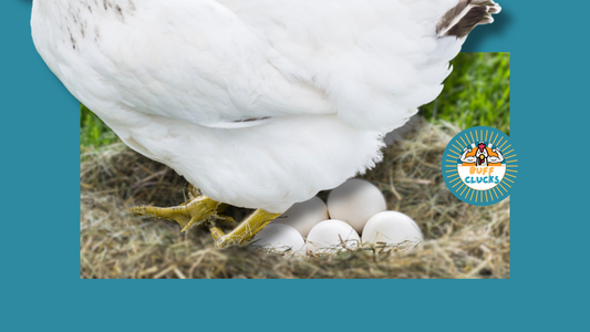 Broody Hen in Winter: What to Do When Motherhood Strikes