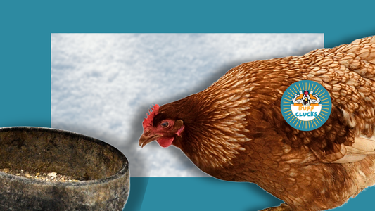 Winter Chicken Feed: What to Add (and What to Stop Adding) When It’s Freezing