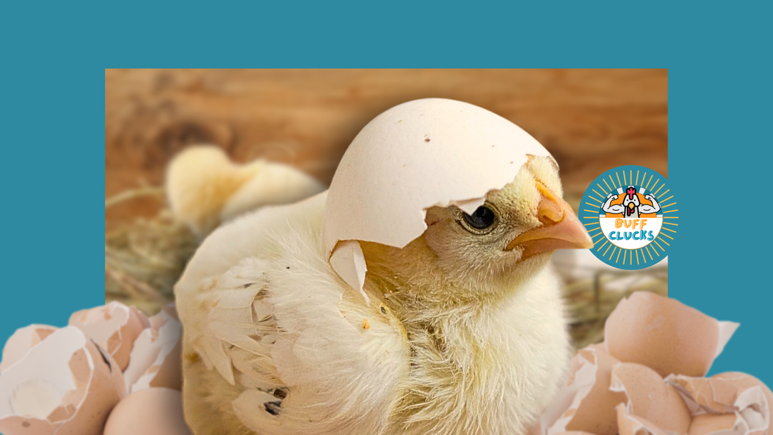 Ordering Chicks Early: A February Checklist for Spring Success