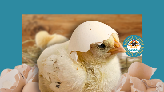 Ordering Chicks Early: A February Checklist for Spring Success