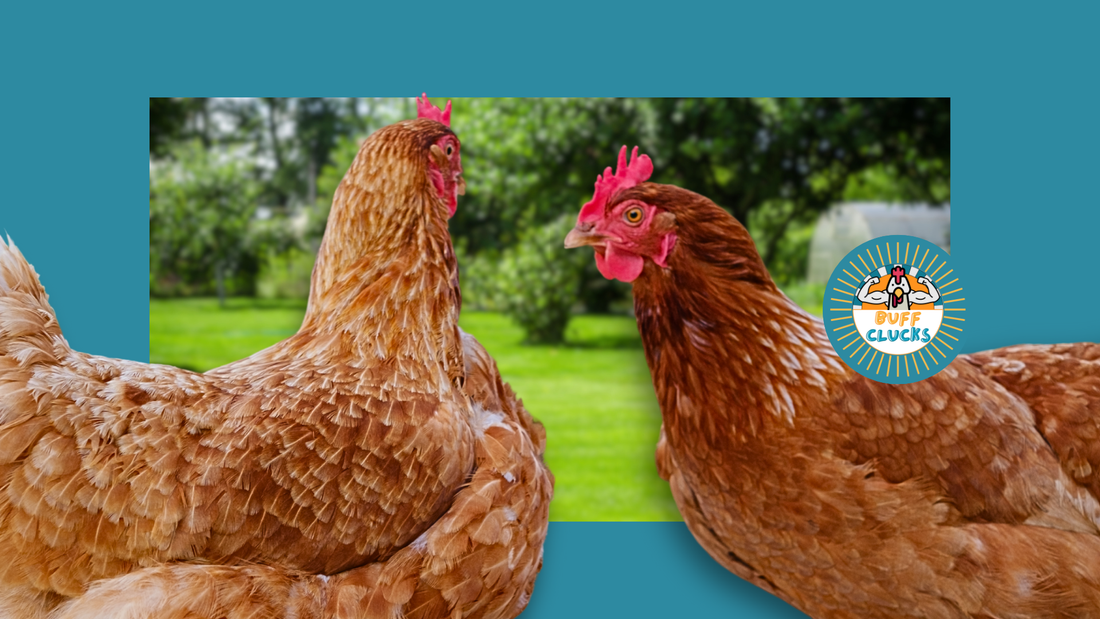 How to Safely Introduce New Chickens to Your Flock