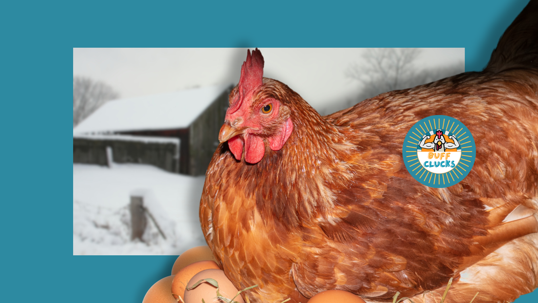 Winter Egg Drop Survival Guide for Hens’ Winter Laying