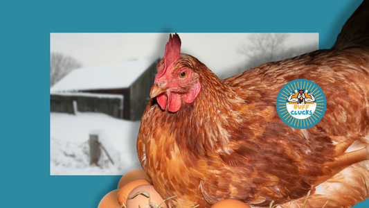 Winter Egg Drop Survival Guide for Hens’ Winter Laying